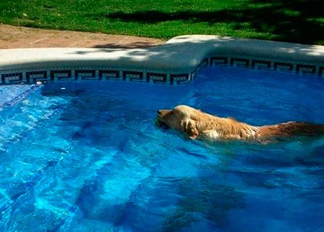 Clínica Veterinària Quiros perro nadando en piscina