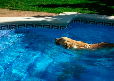 Clínica Veterinària Quiros perro nadando en piscina