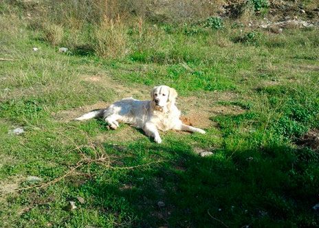 Clínica Veterinària Quiros perro tumbado