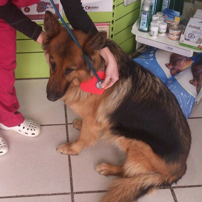 Clínica Veterinària Quiros perro