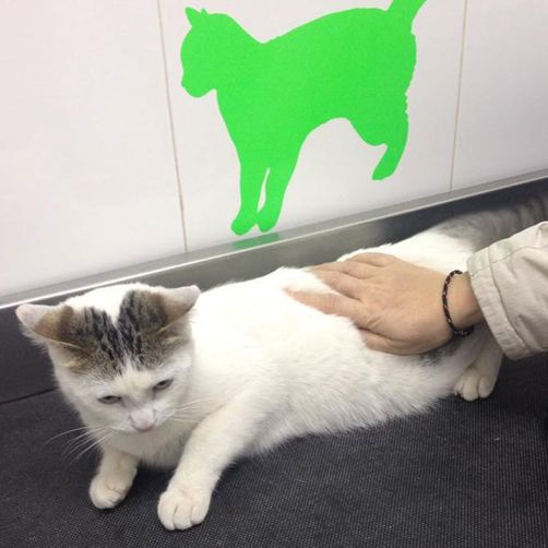 Clínica Veterinària Quiros gato
