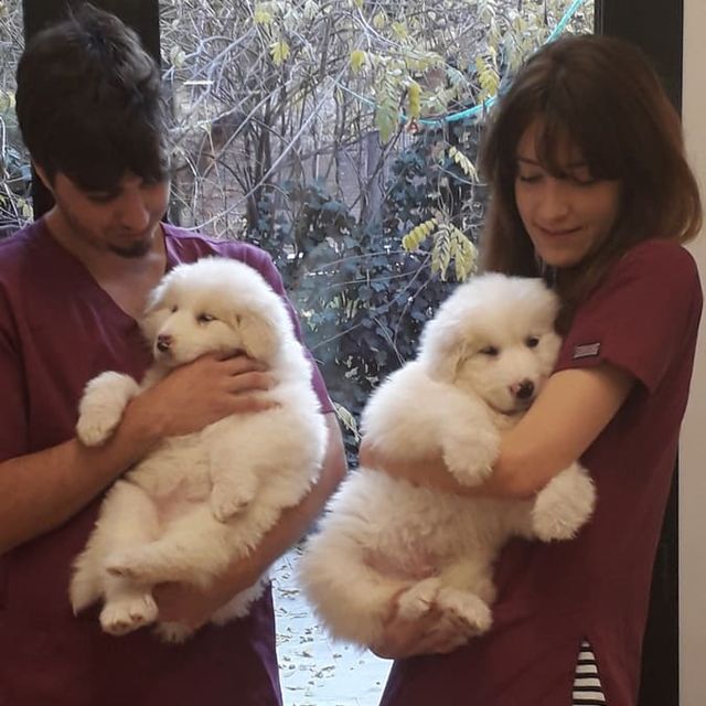 Clínica Veterinària Quiros perros blancos