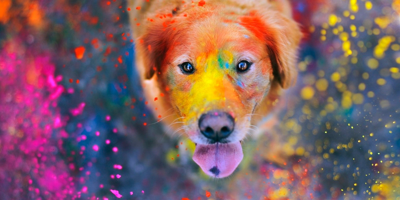 Perro multicolor