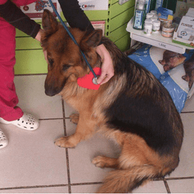 Clínica Veterinària Quiros perro en veterinario