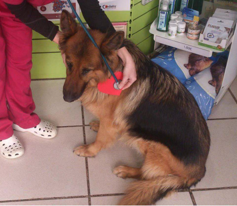 Clínica Veterinària Quiros perro en veterinario